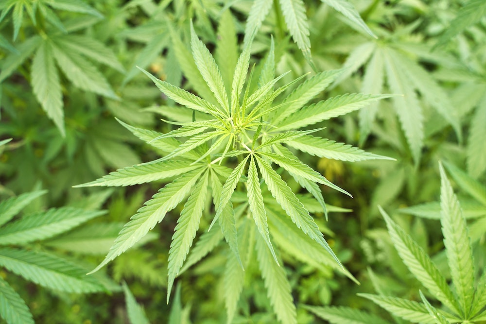 CBD : comment établir des partenariats stratégiques pour stimuler la croissance
